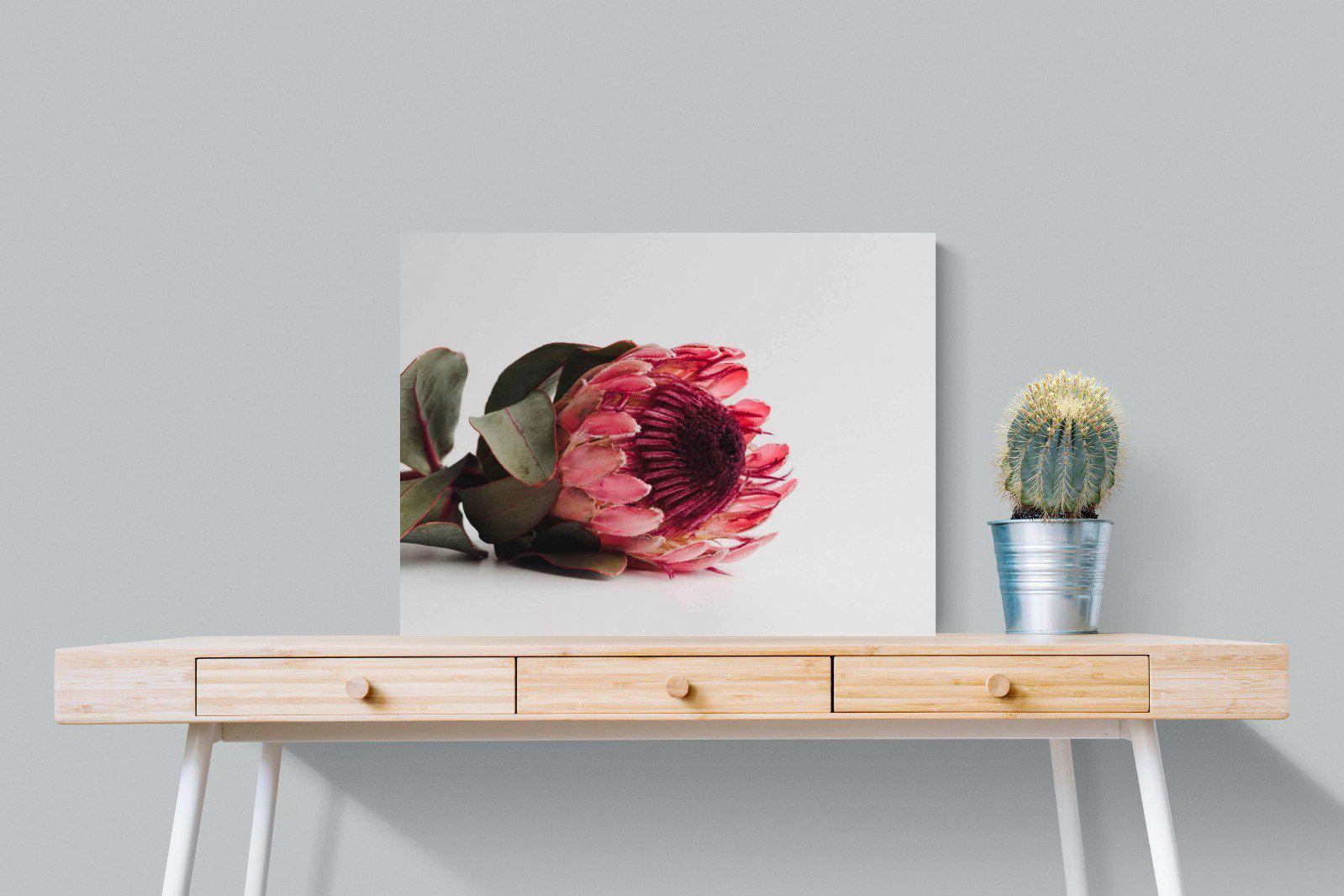 Resting Protea-Wall_Art-80 x 60cm-Mounted Canvas-No Frame-Pixalot