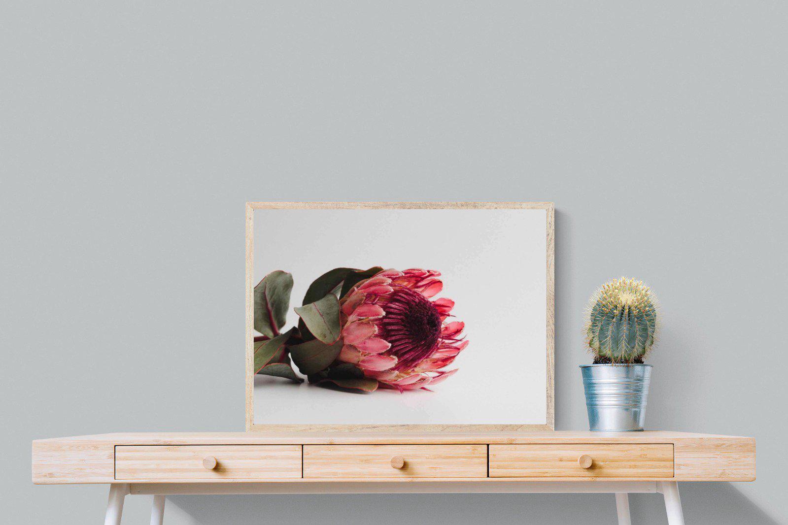 Resting Protea-Wall_Art-80 x 60cm-Mounted Canvas-Wood-Pixalot