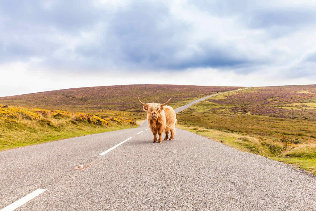 Scottish Highland Cow-Wall_Art-Pixalot