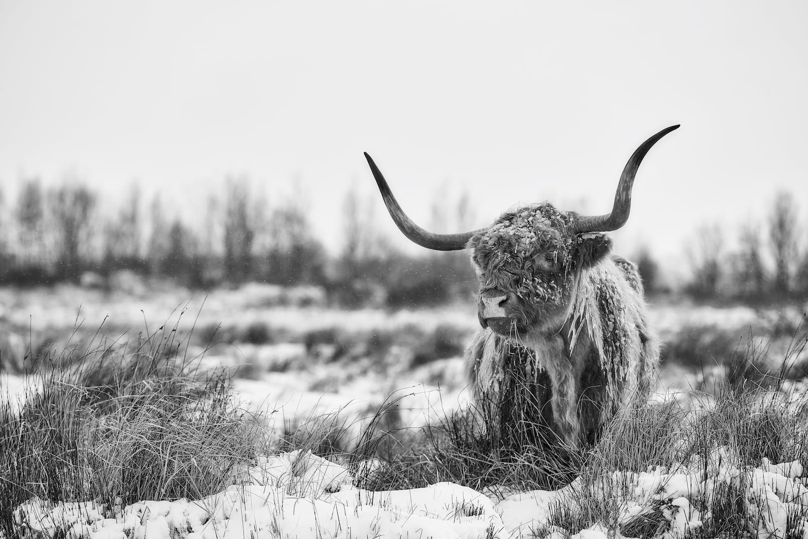 Scottish Highlander (black & white)-Wall_Art-Pixalot