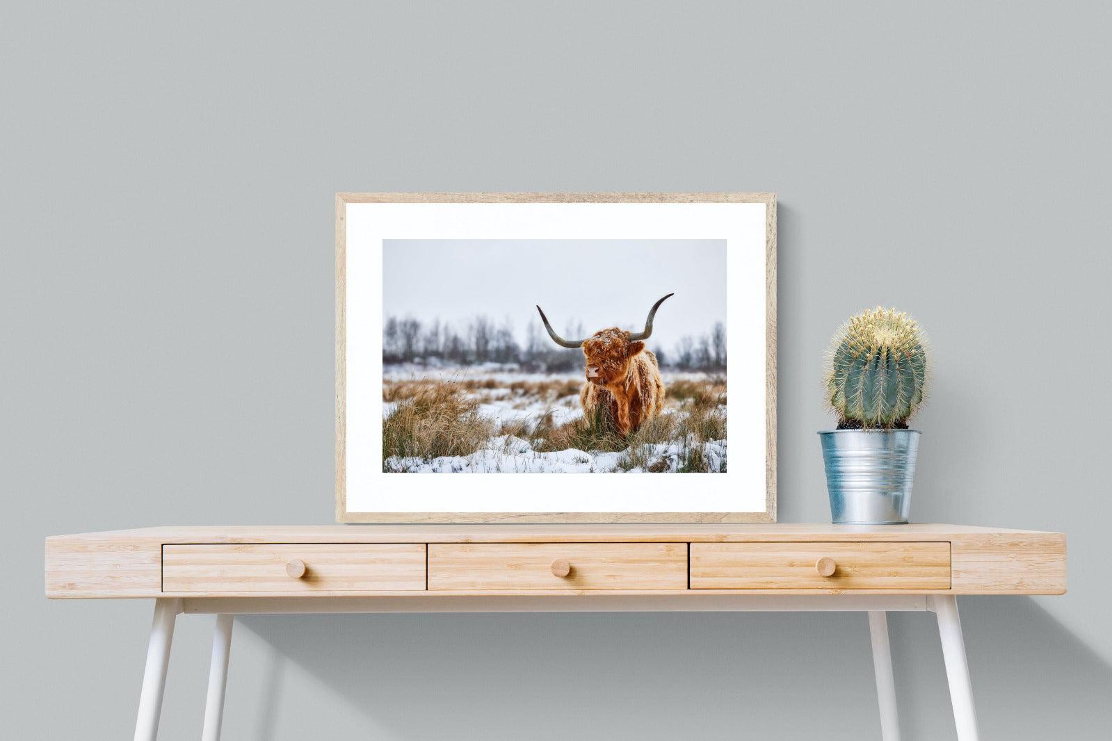 Scottish Highlander (colour)-Wall_Art-80 x 60cm-Framed Print-Wood-Pixalot