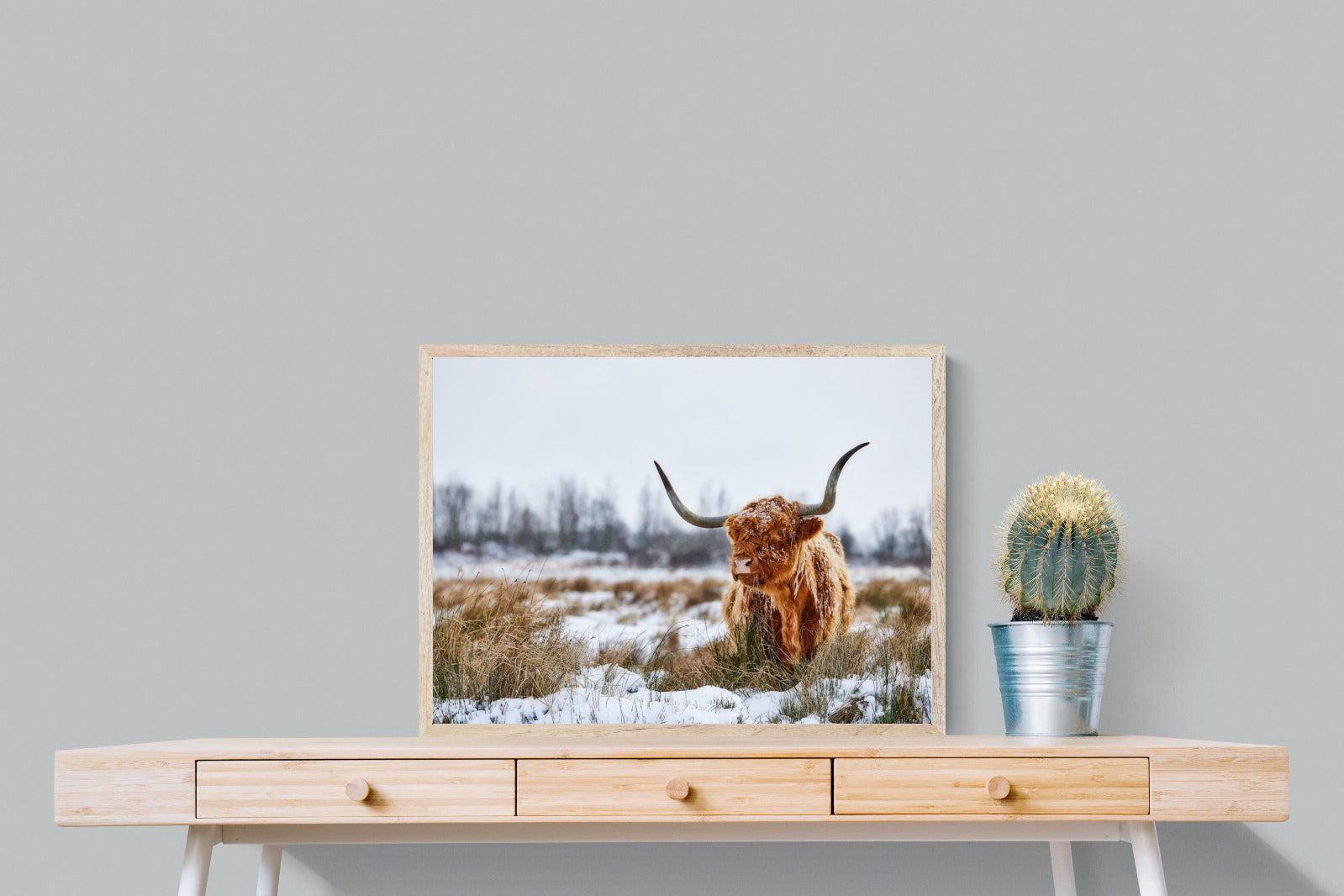 Scottish Highlander (colour)-Wall_Art-80 x 60cm-Mounted Canvas-Wood-Pixalot