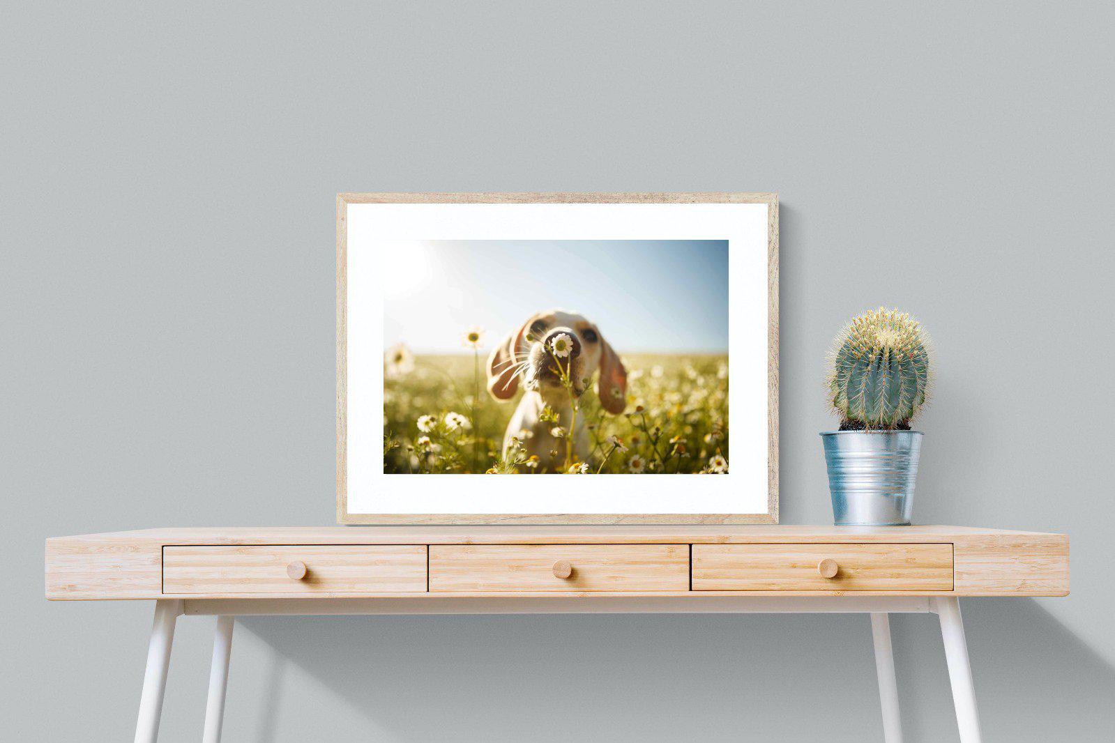 Sniff-Wall_Art-80 x 60cm-Framed Print-Wood-Pixalot