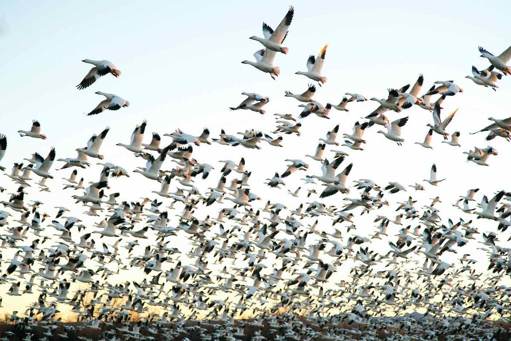 Snow Geese-Wall_Art-Pixalot