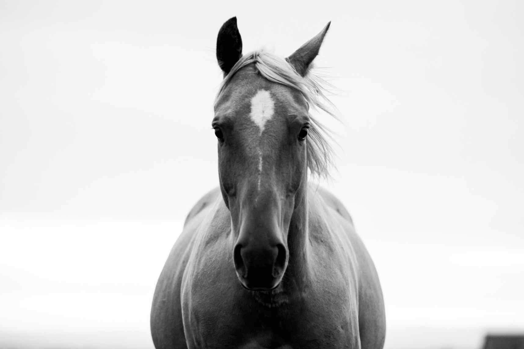 Stallion-Wall_Art-Pixalot