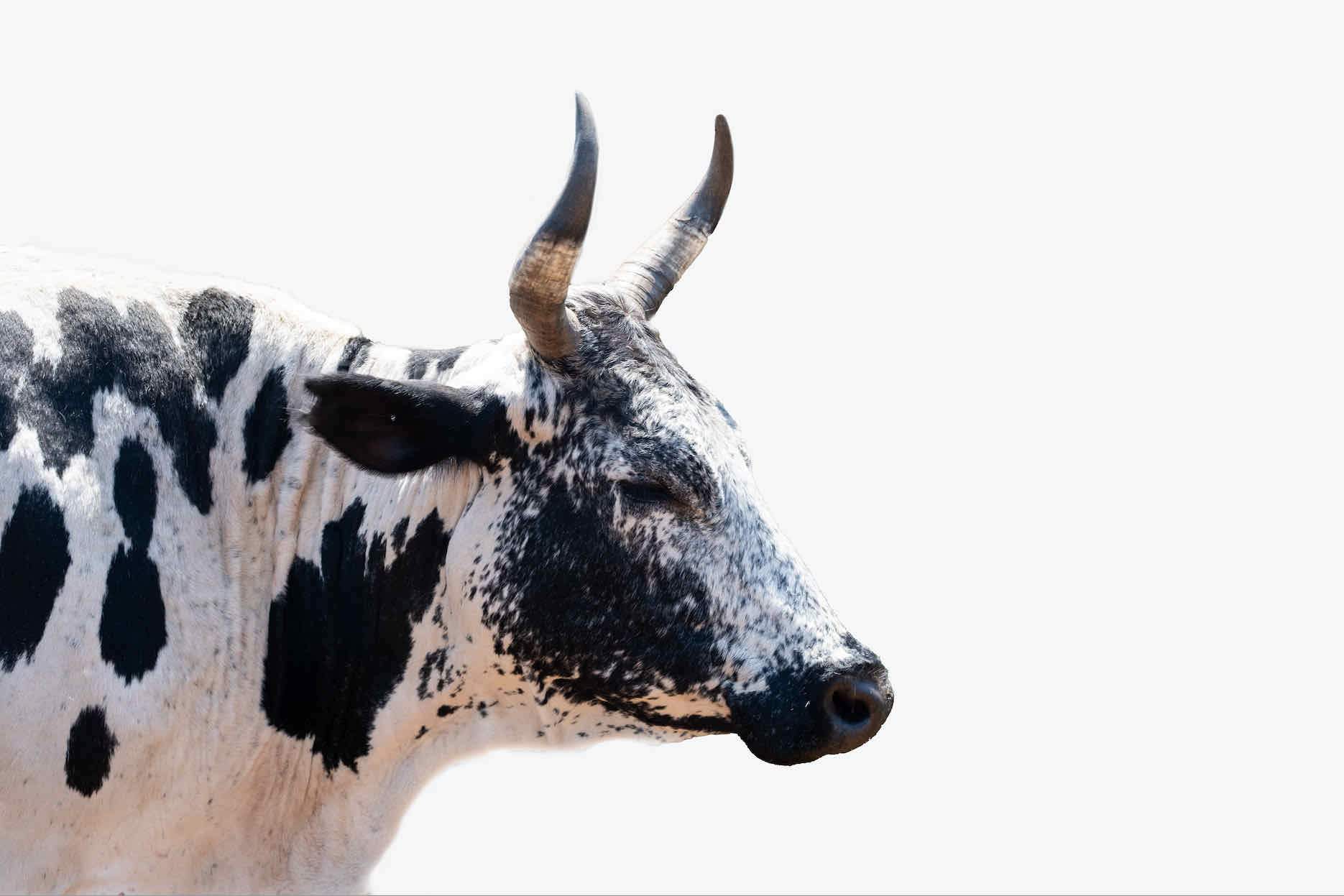 Strong Nguni-Wall_Art-Pixalot