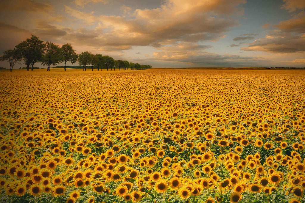 Sunflower Field-Wall_Art-Pixalot