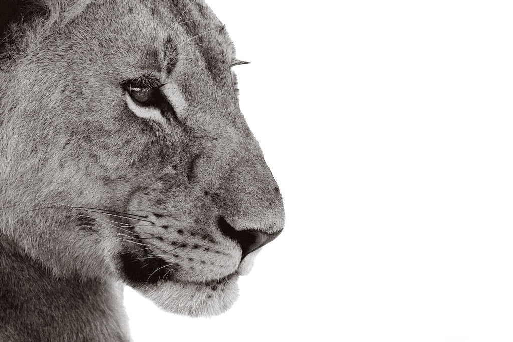 Lioness Gaze