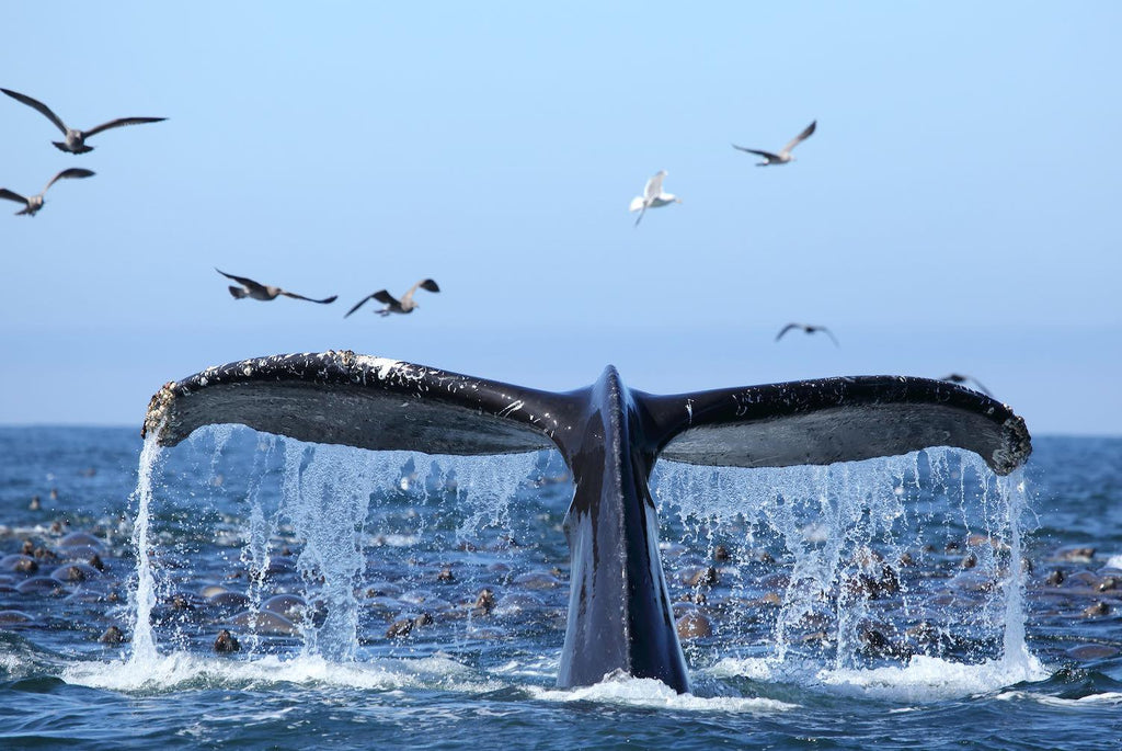 Whale Tail-Wall_Art-Pixalot