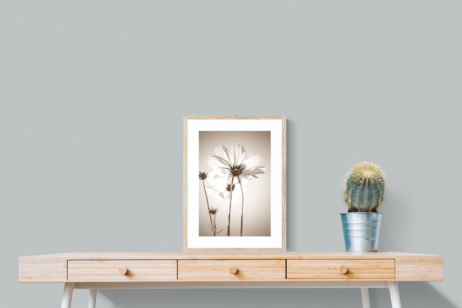 White Cosmos-Wall_Art-45 x 60cm-Framed Print-Wood-Pixalot