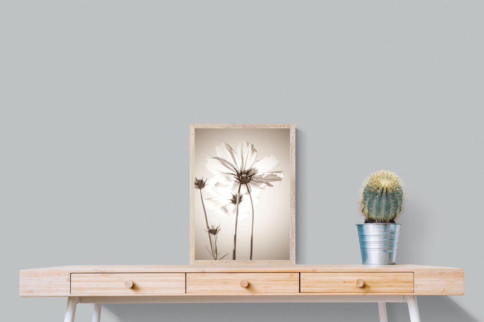 White Cosmos-Wall_Art-45 x 60cm-Mounted Canvas-Wood-Pixalot