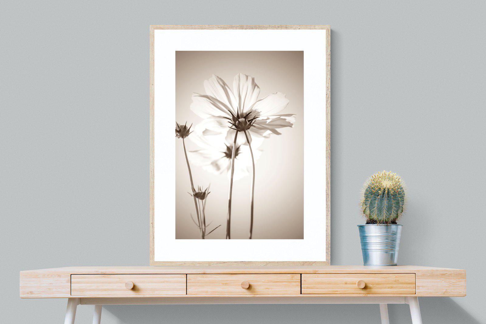 White Cosmos-Wall_Art-75 x 100cm-Framed Print-Wood-Pixalot