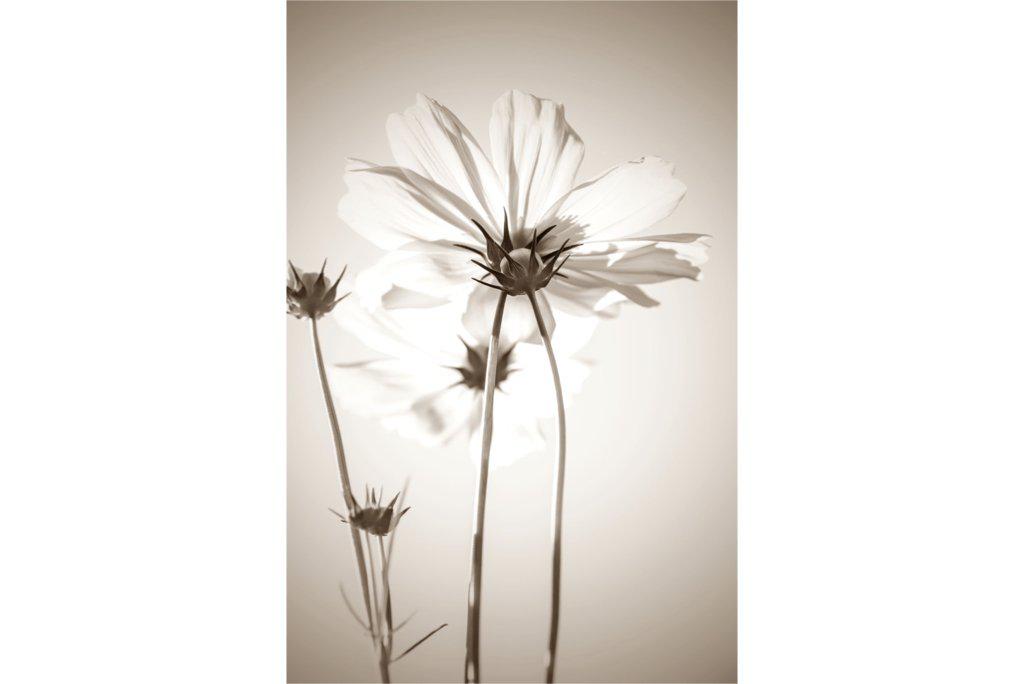 White Cosmos-Wall_Art-Pixalot