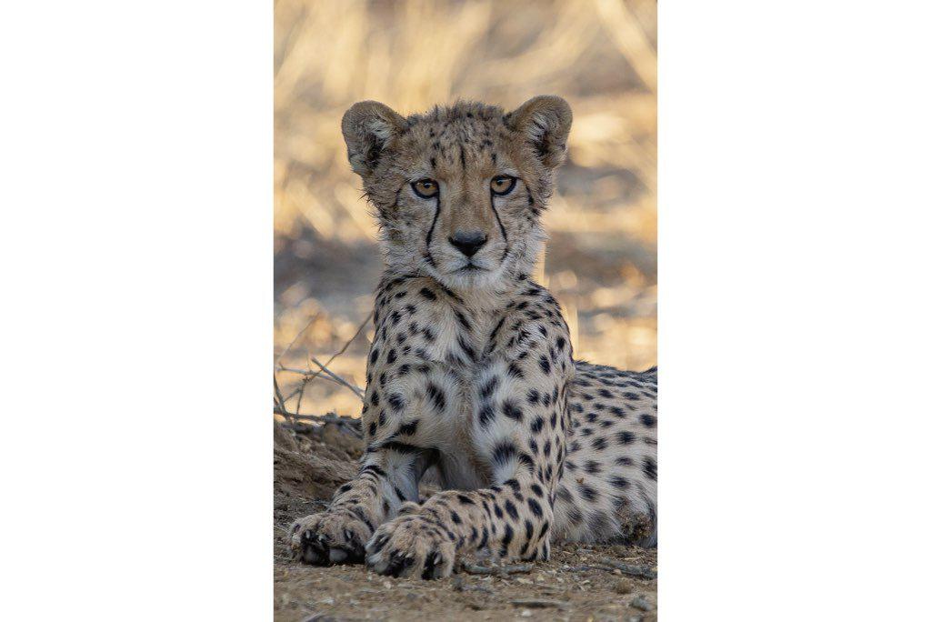 Young Cheetah-Wall_Art-Pixalot