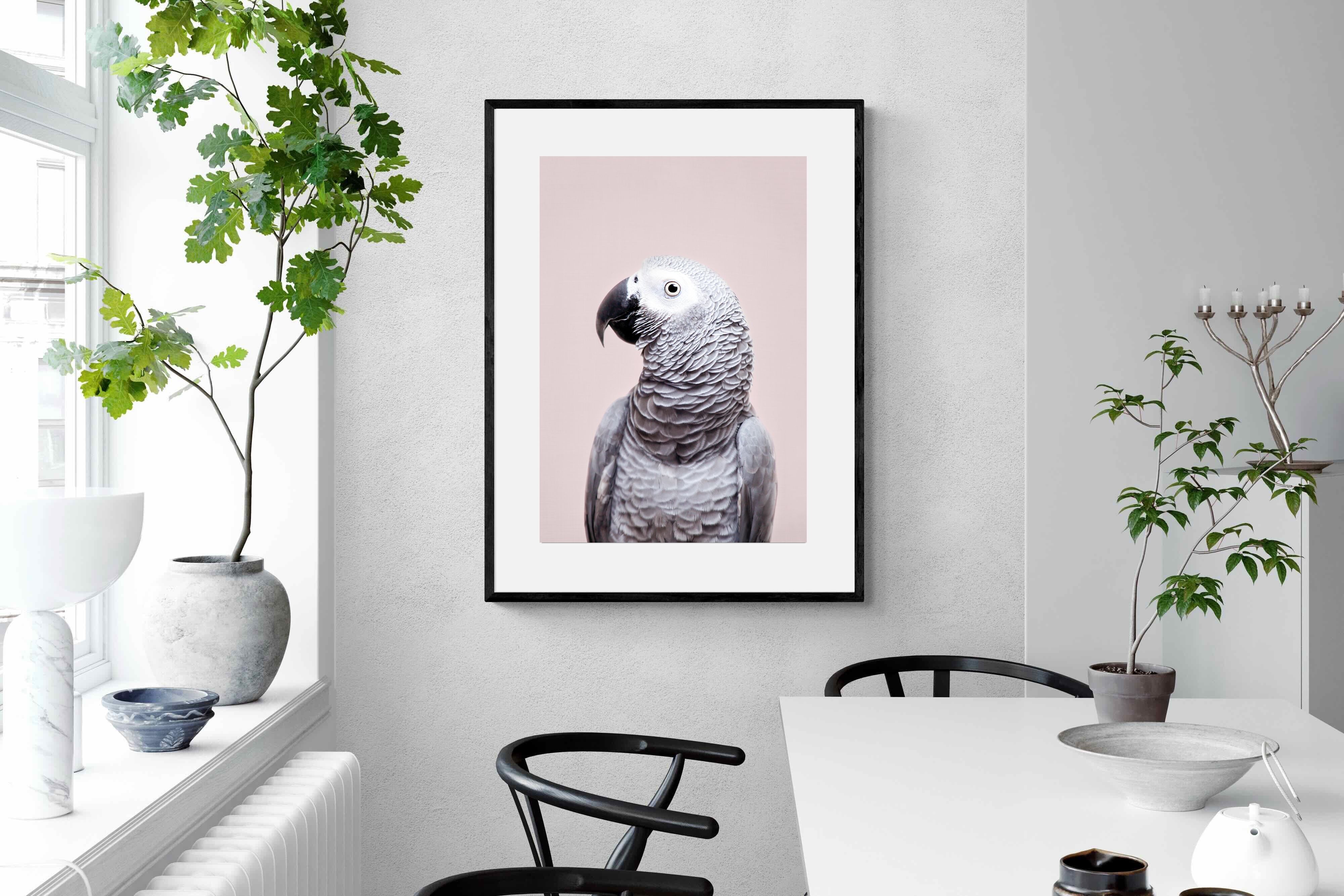 Pixalot African Grey