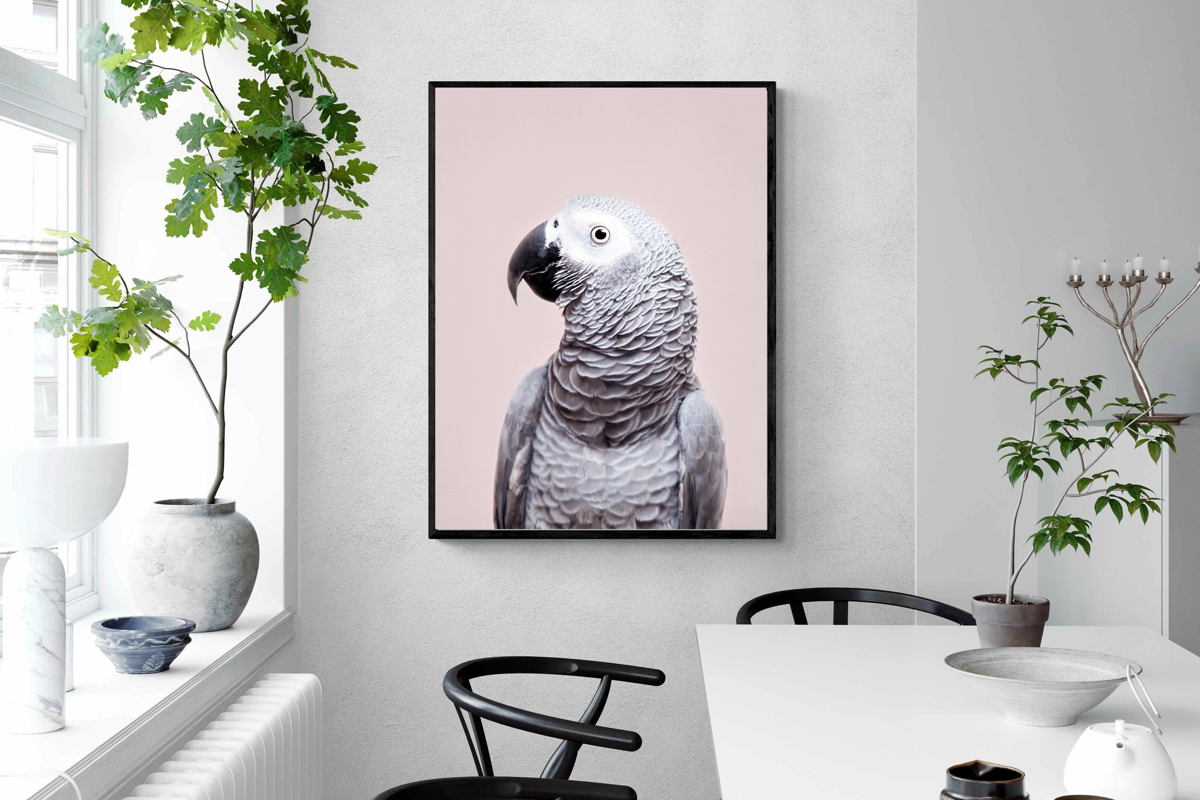 Pixalot African Grey