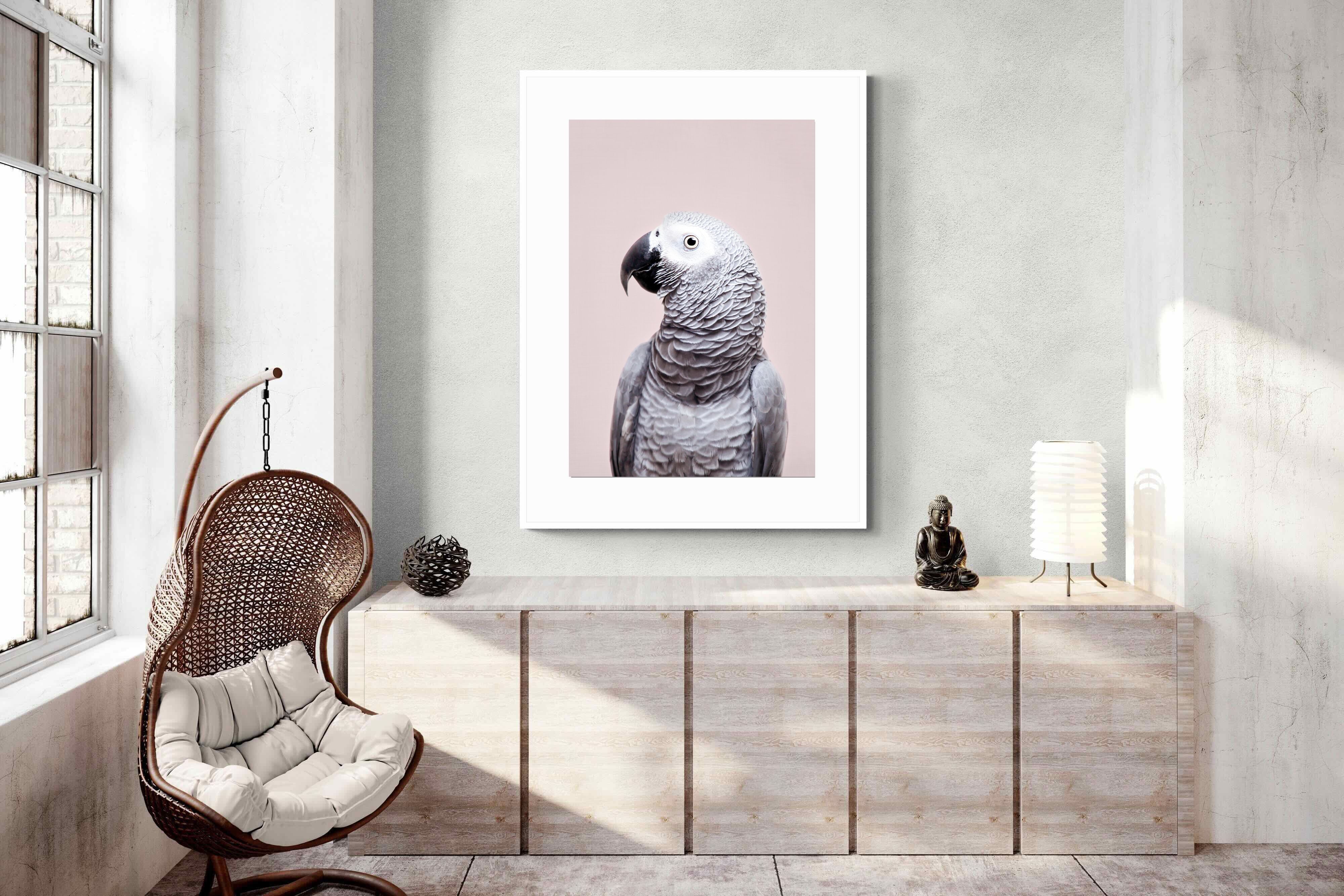 Pixalot African Grey