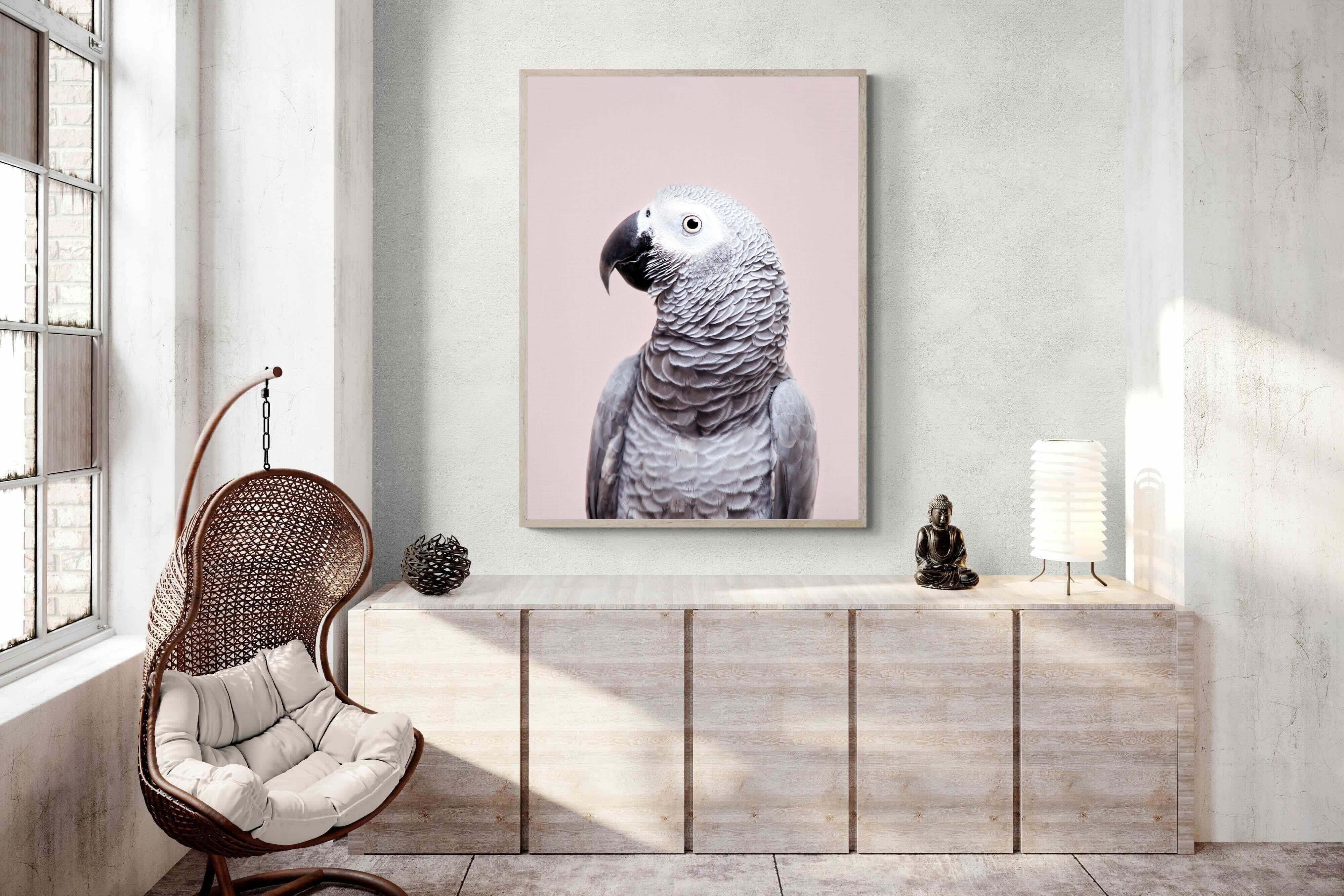 Pixalot African Grey