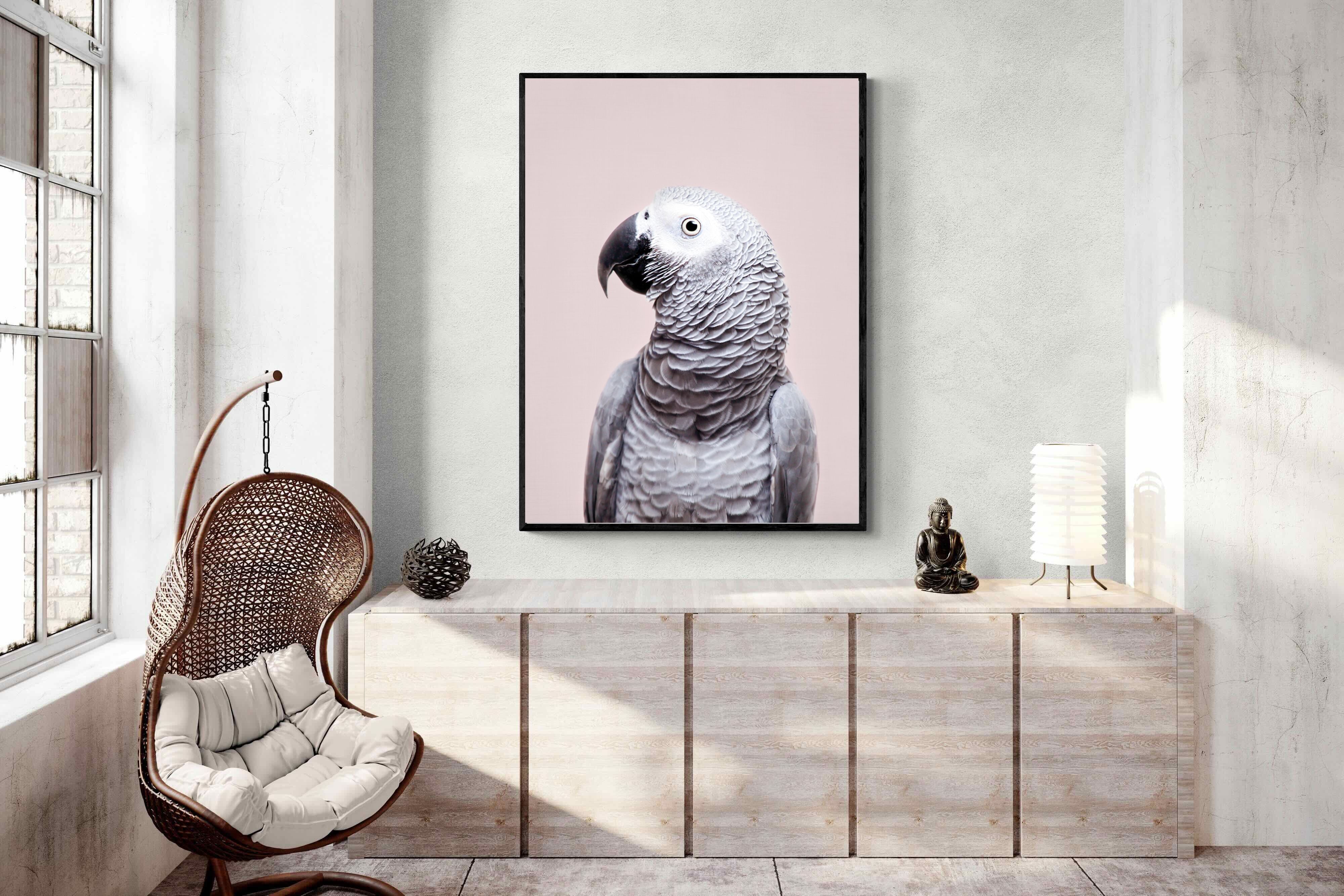 Pixalot African Grey