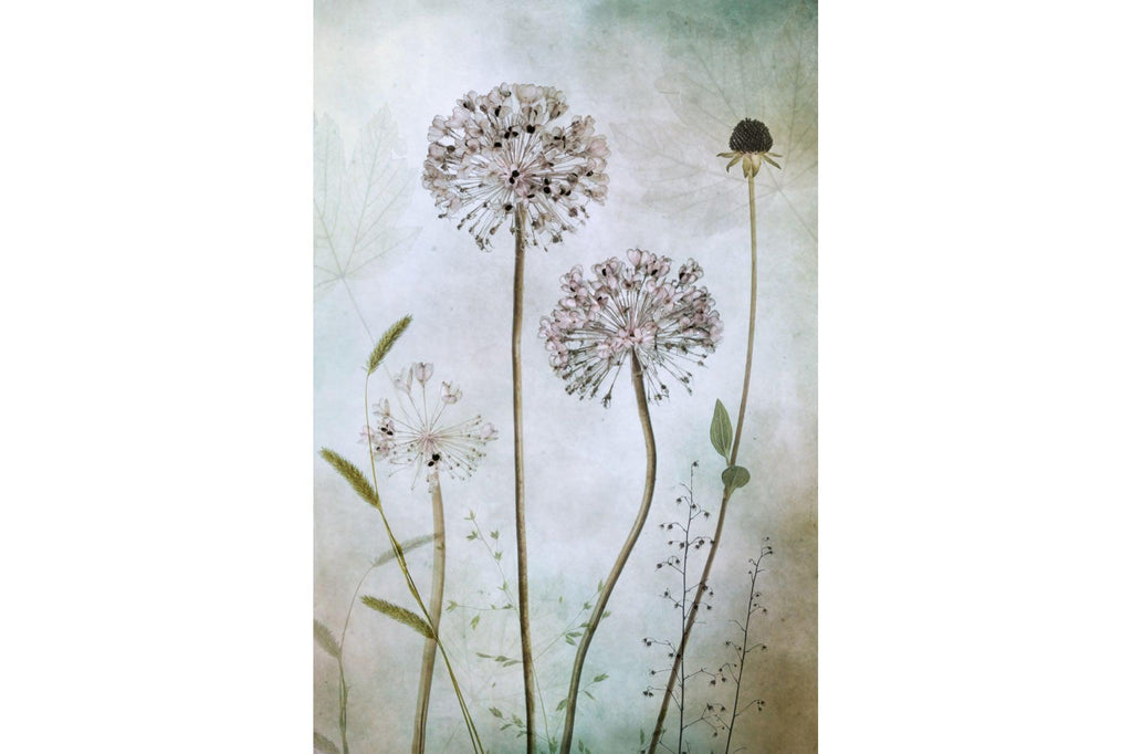 Allium-Wall_Art-Pixalot