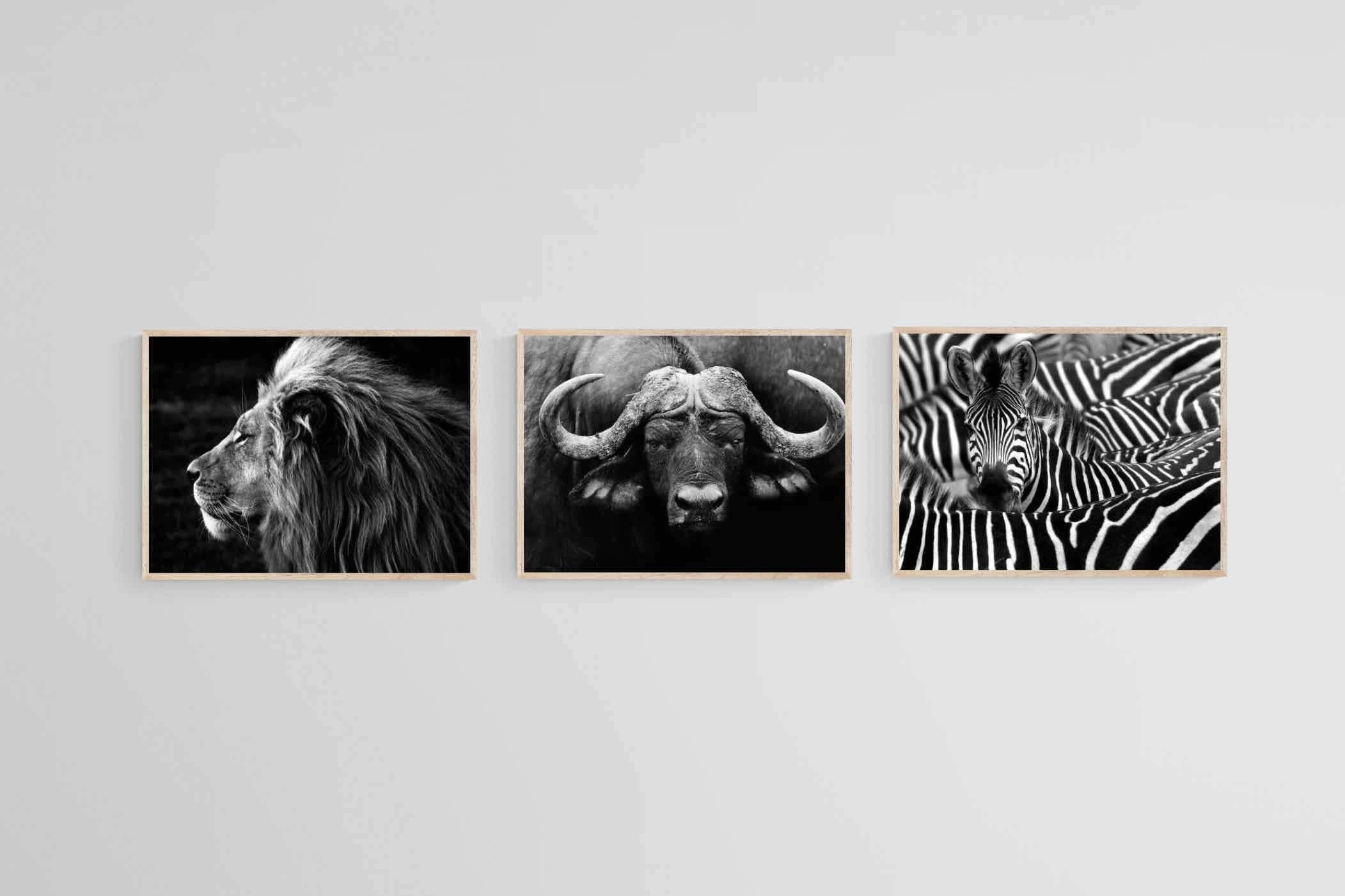 Animal Set-Wall_Art-60 x 45cm (x3)-Mounted Canvas-Wood-Pixalot