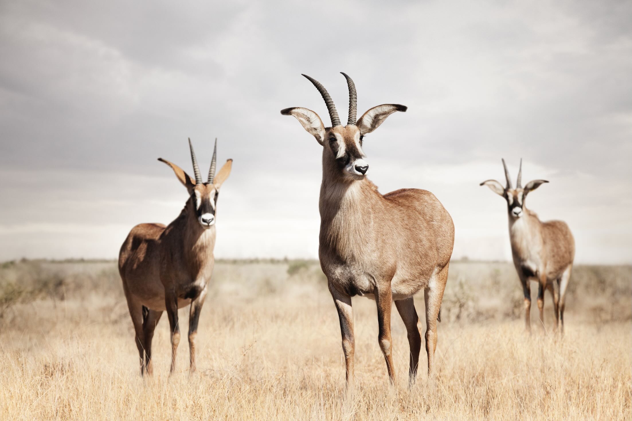 Antelope Trio-Wall_Art-Pixalot