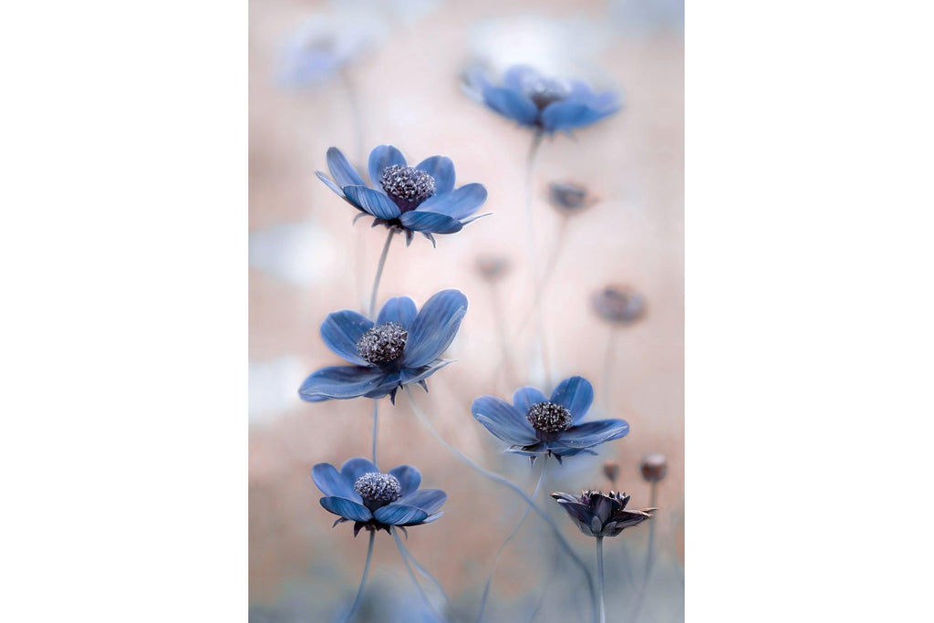 Blue Cosmos-Wall_Art-Pixalot