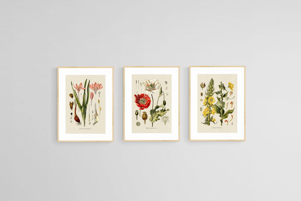 Botanical Illustration Set-Wall_Art-45 x 60cm (x3)-Framed Print-Wood-Pixalot