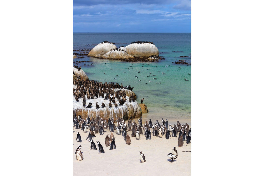 Boulders Beach-Wall_Art-Pixalot