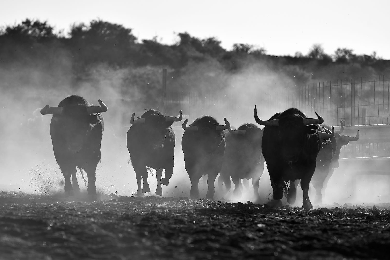 Charging Bulls-Wall_Art-Pixalot