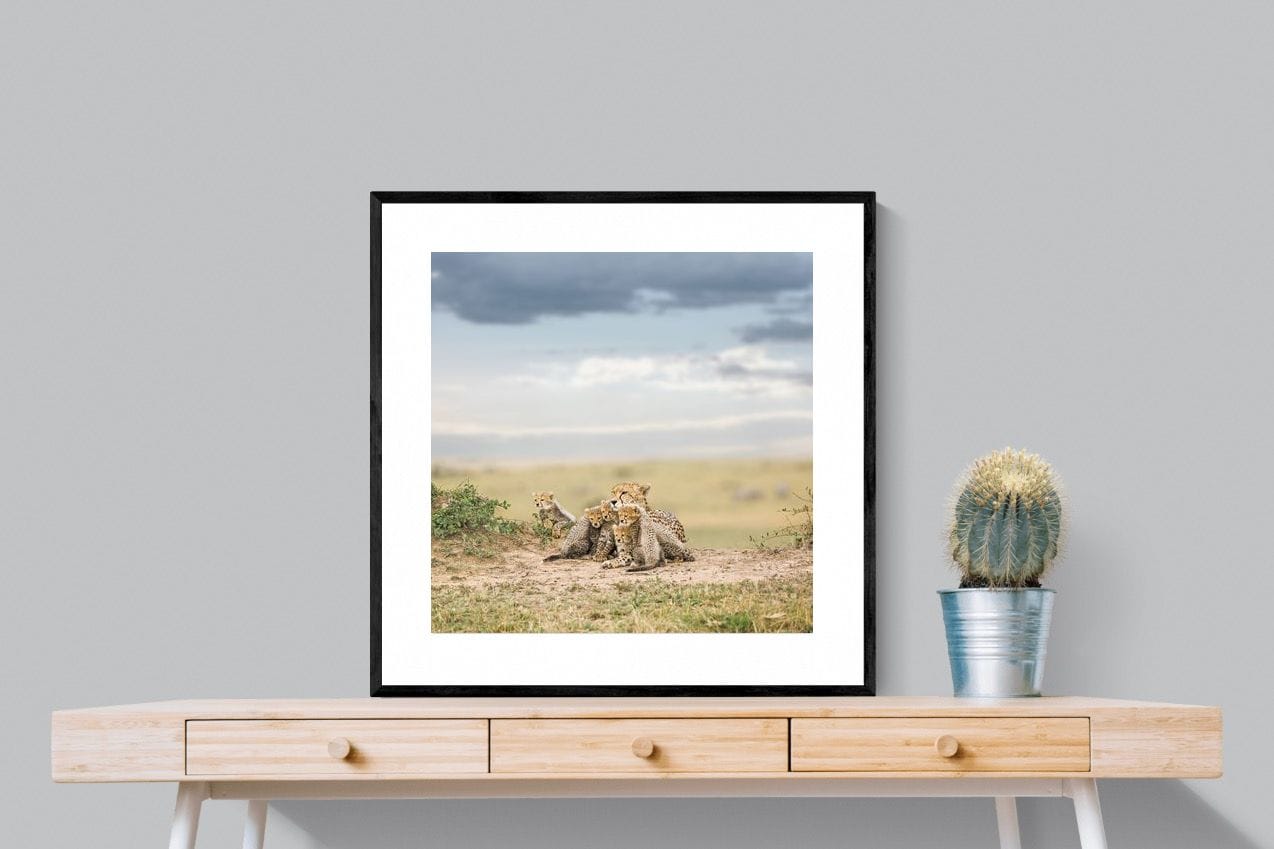 Cheetah Parenting-Wall_Art-80 x 80cm-Framed Print-Black-Pixalot