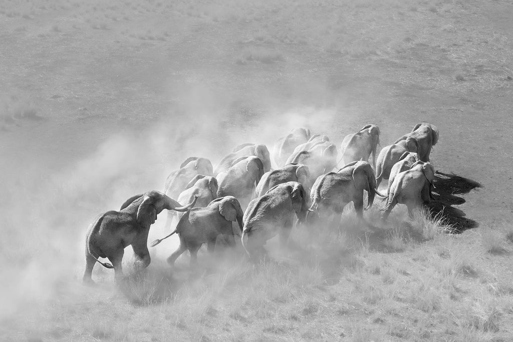 Elephant Convoy (black & white)-Wall_Art-Pixalot