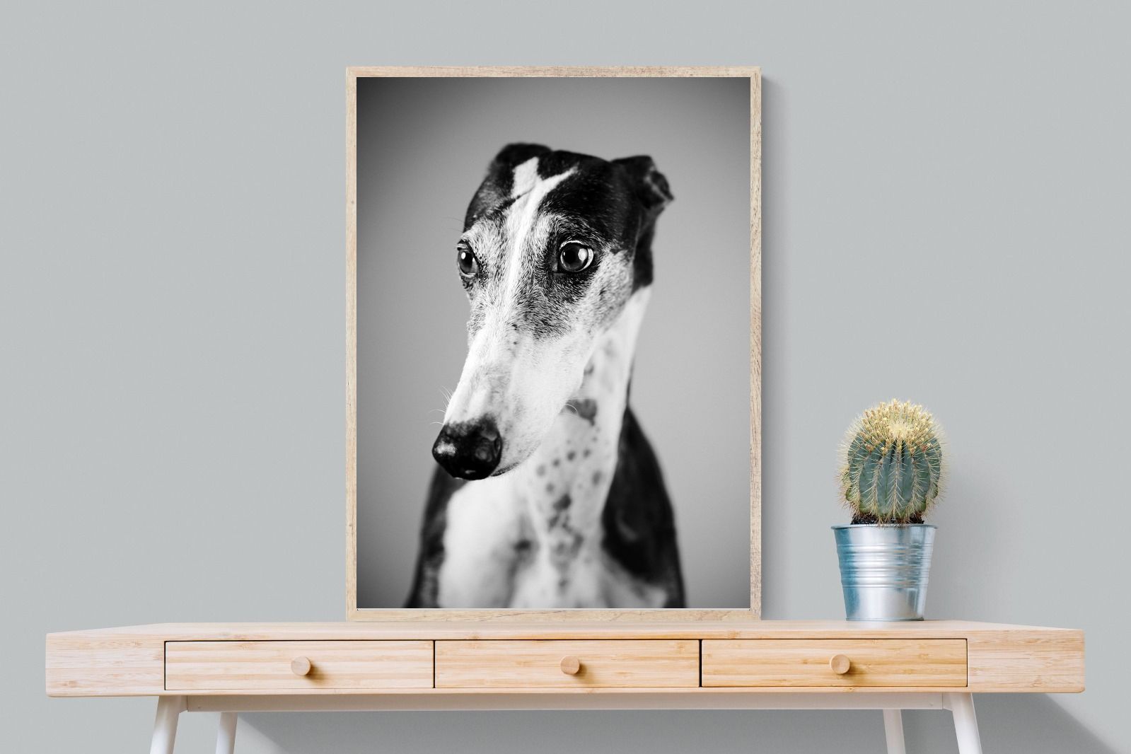 Pixalot Greyhound