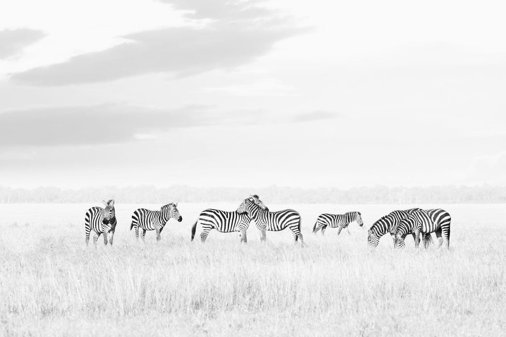 High Key Zebras-Wall_Art-Pixalot