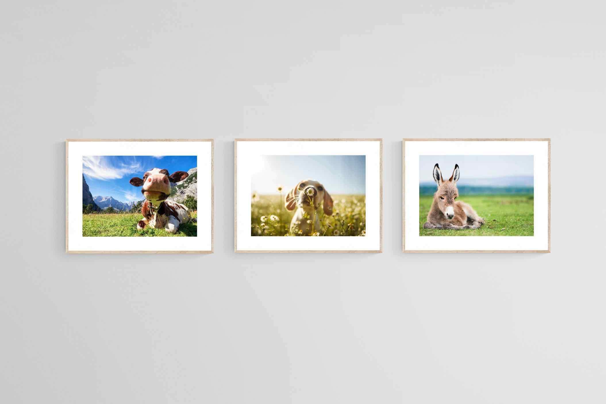 Kids Animal Set-Wall_Art-80 x 60cm (x3)-Framed Print-Wood-Pixalot