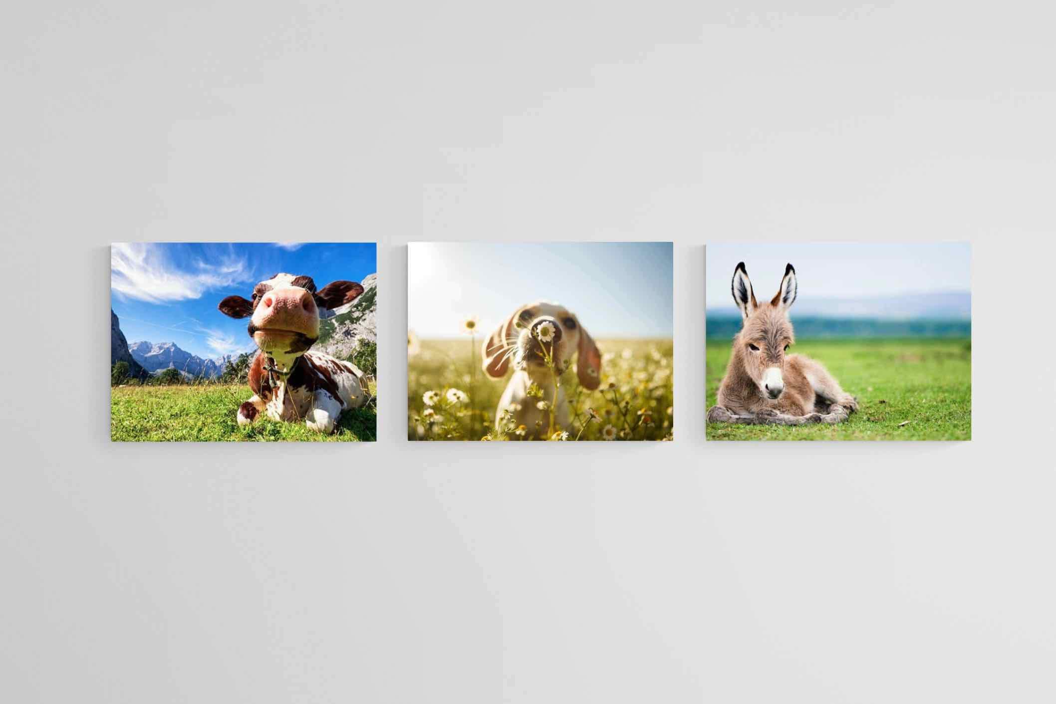 Kids Animal Set-Wall_Art-80 x 60cm (x3)-Mounted Canvas-No Frame-Pixalot