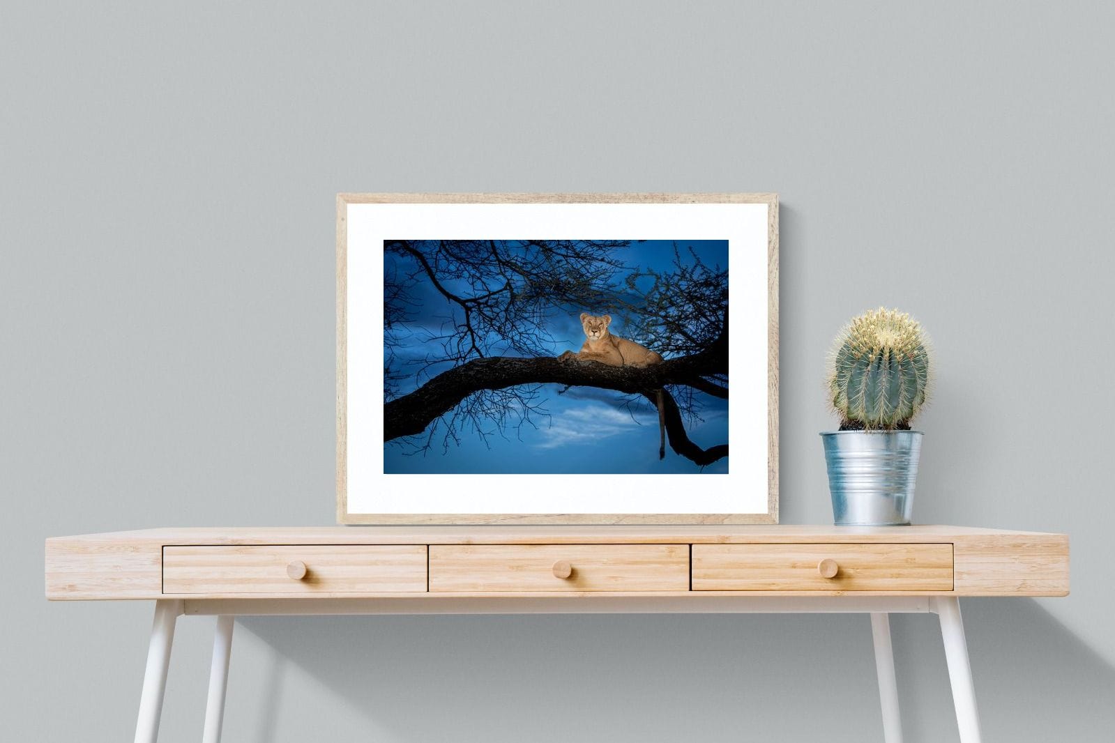 Lion at Dusk-Wall_Art-80 x 60cm-Framed Print-Wood-Pixalot