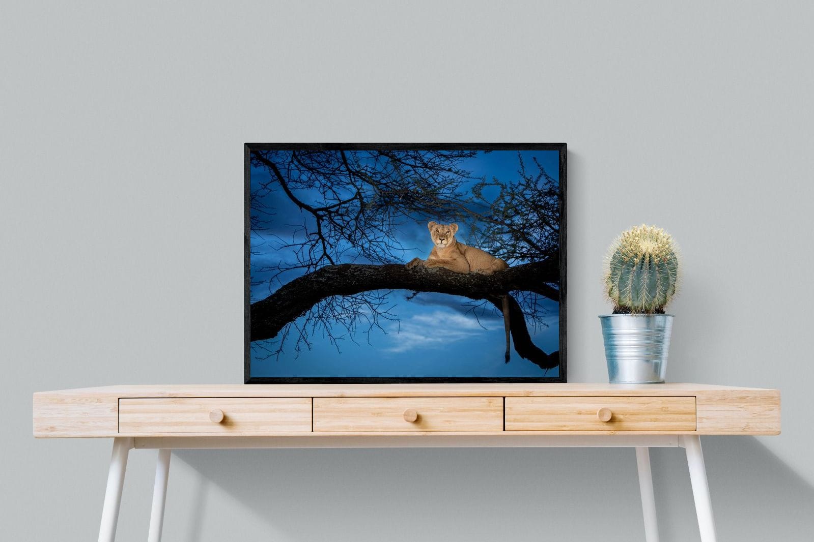 Lion at Dusk-Wall_Art-80 x 60cm-Mounted Canvas-Black-Pixalot