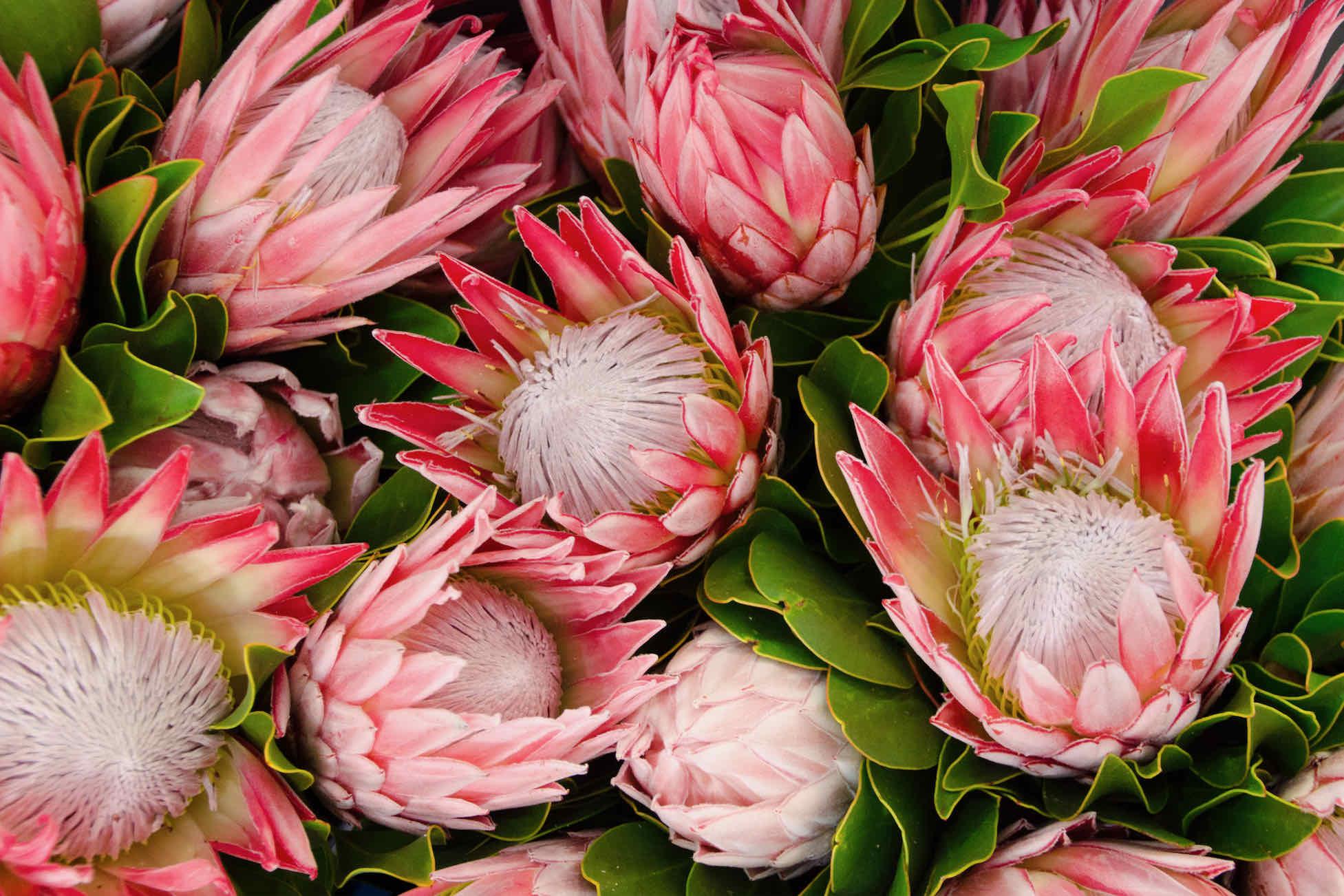 Lush Proteas-Wall_Art-Pixalot