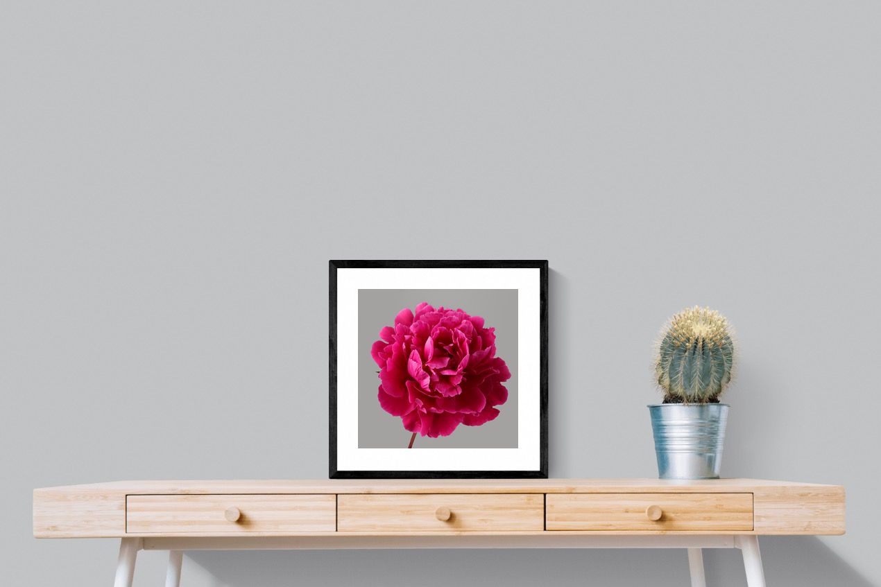 Pixalot Magenta Peony