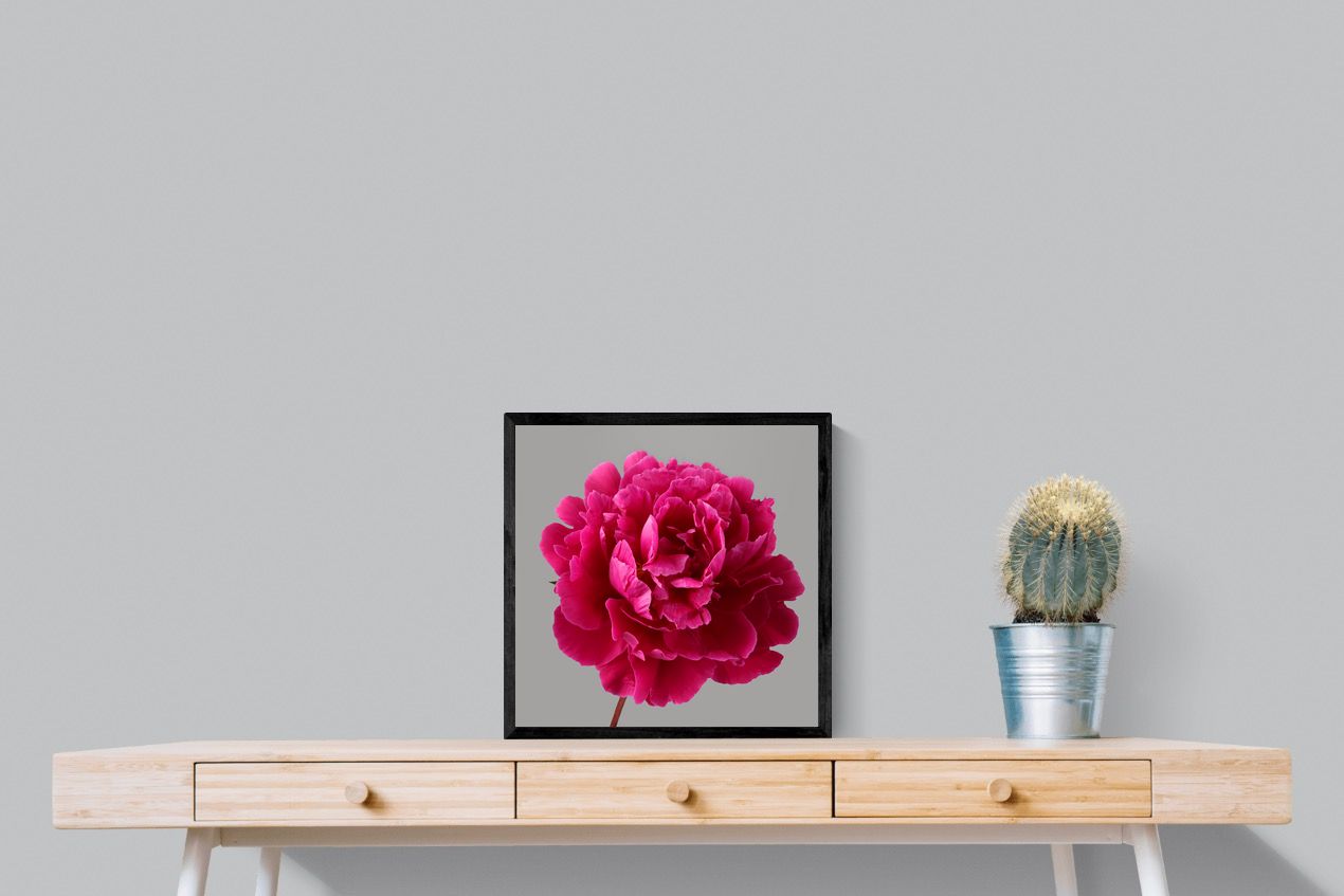 Pixalot Magenta Peony