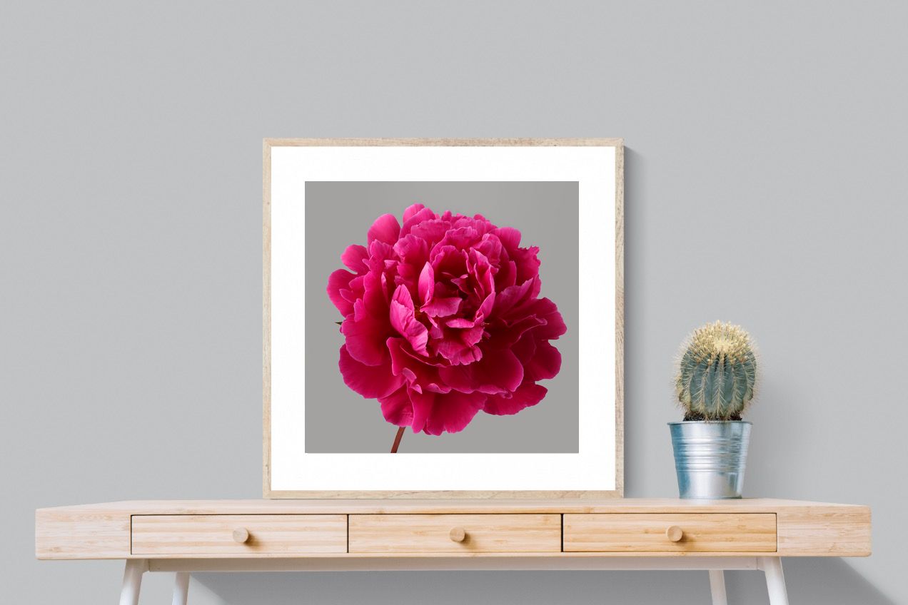 Pixalot Magenta Peony