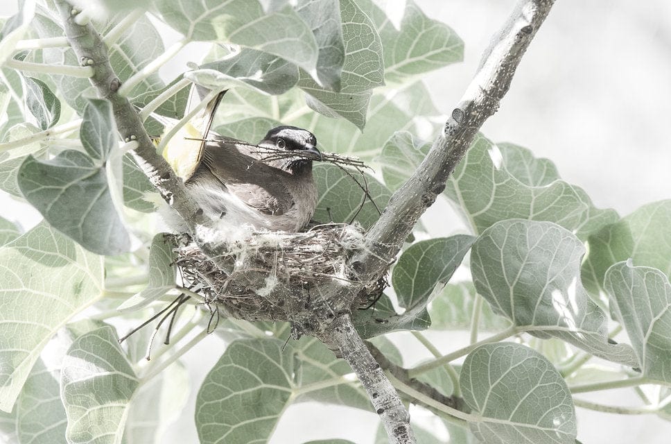 Nesting Bulbul-Wall_Art-Pixalot