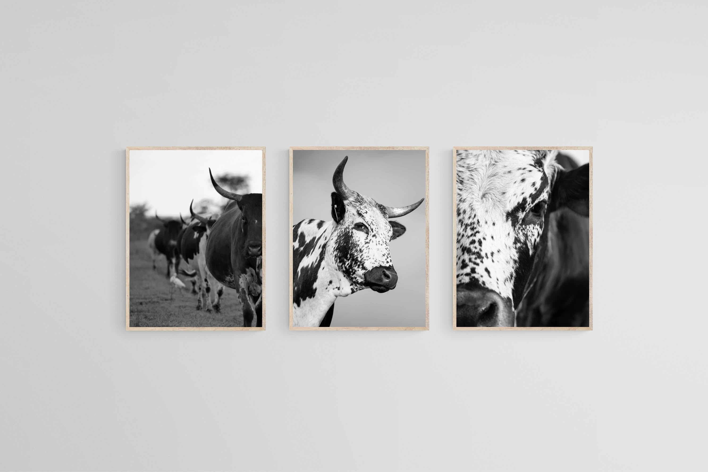 Nguni Black & White Set-Wall_Art-45 x 60cm (x3)-Mounted Canvas-Wood-Pixalot