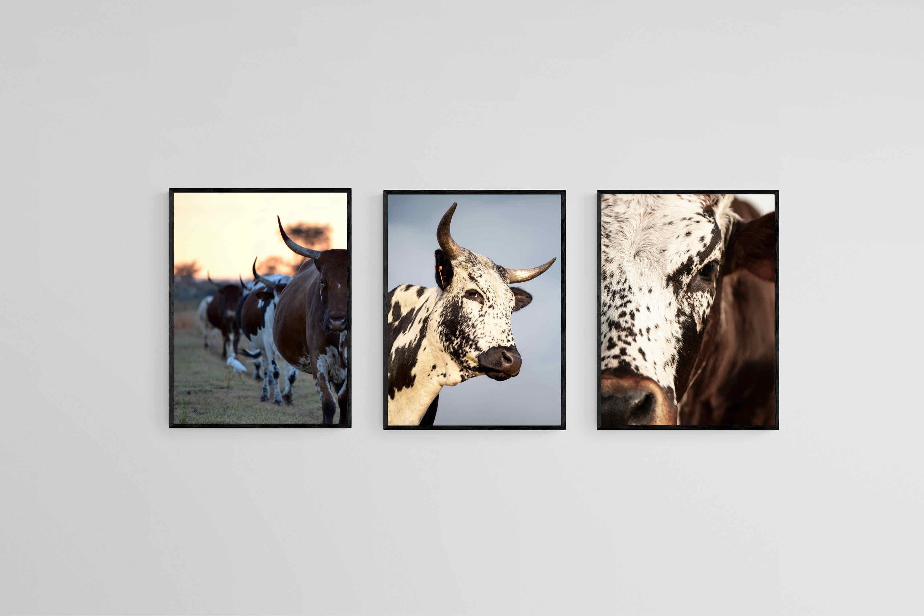 Nguni Set-Wall_Art-45 x 60cm (x3)-Mounted Canvas-Black-Pixalot