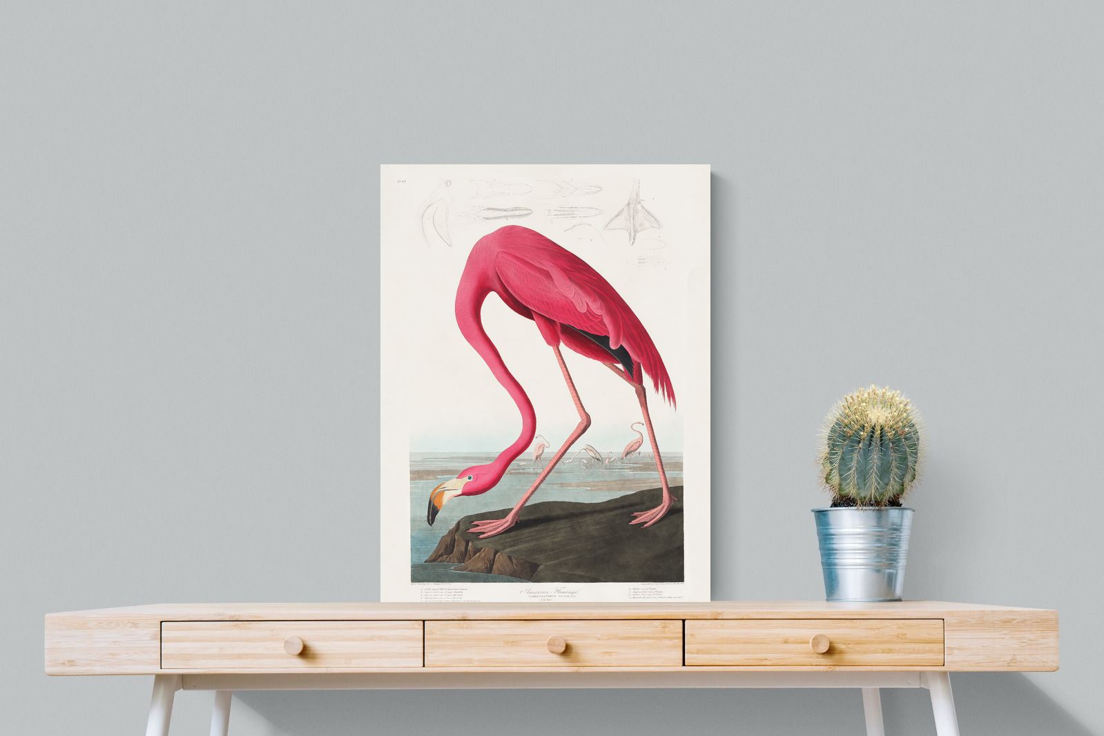 Pixalot Pink Flamingo (Birds of America 1827)