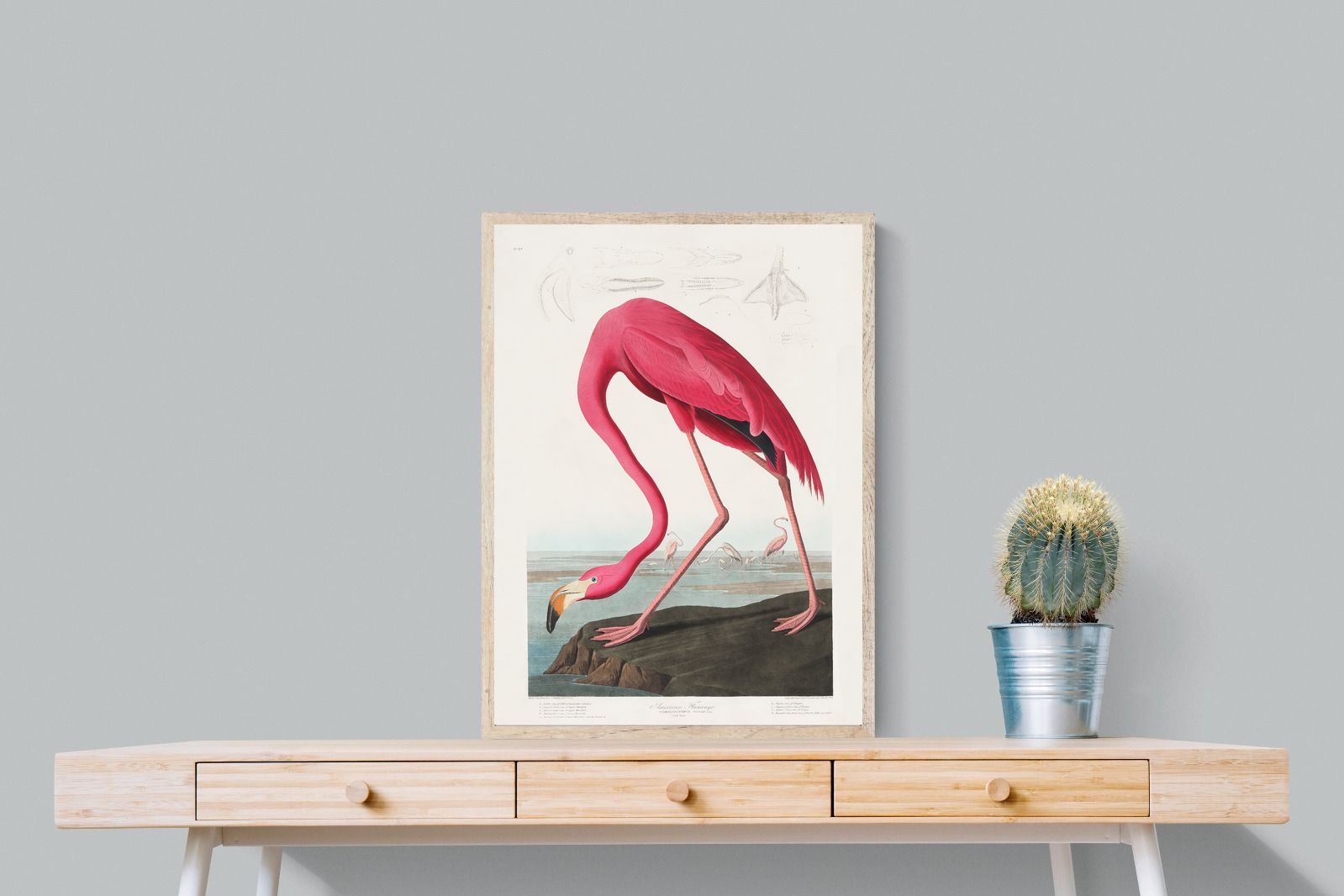 Pixalot Pink Flamingo (Birds of America 1827)