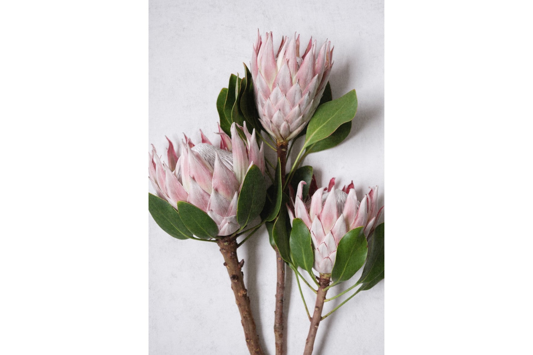 Pink King Protea Trio-Wall_Art-Pixalot