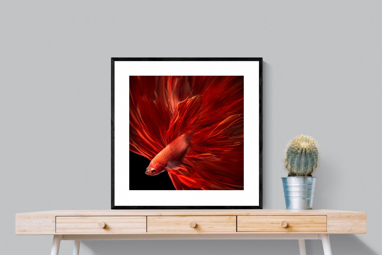 Pixalot Siamese Fighting Fish