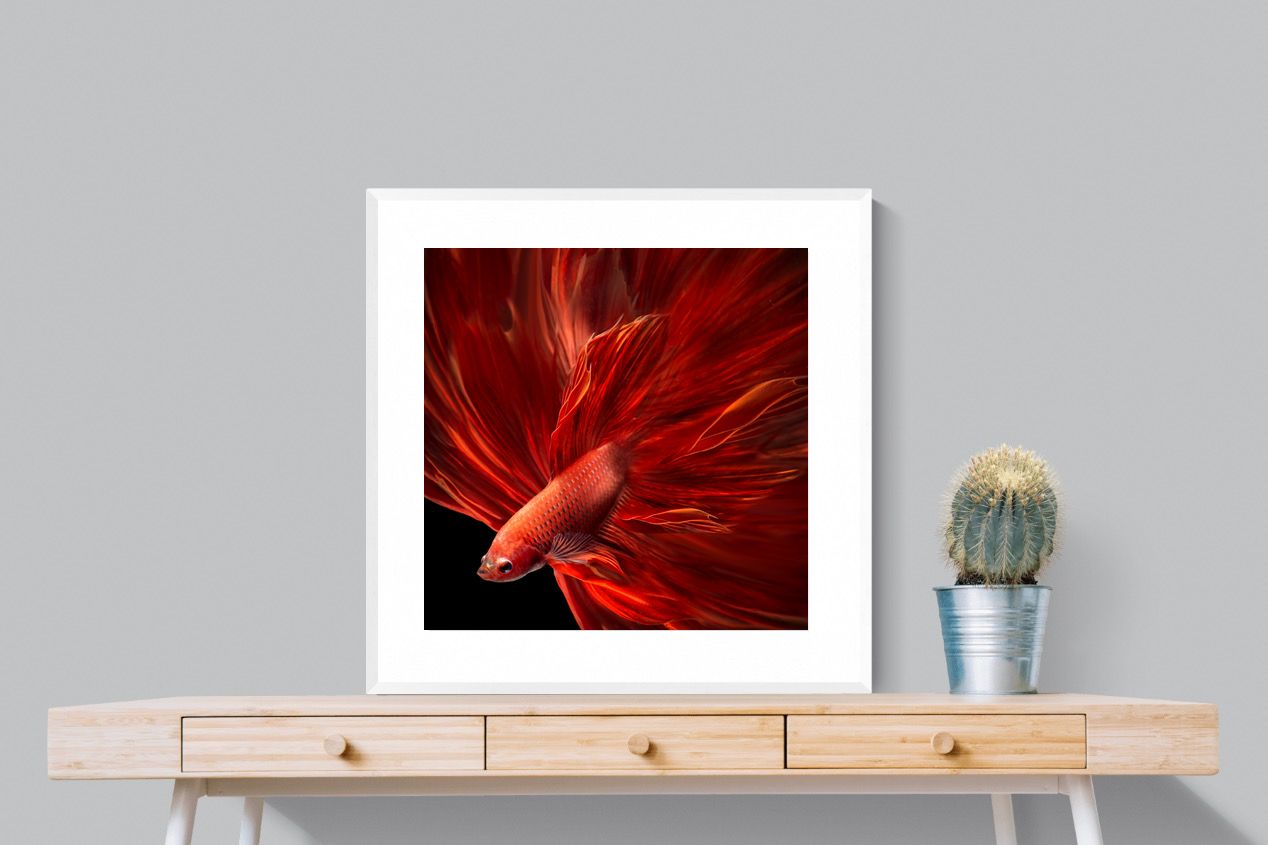 Pixalot Siamese Fighting Fish